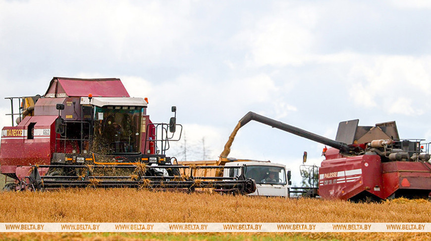 Свыше 9,9 млн тонн зерна с рапсом и кукурузой намолочено в Беларуси