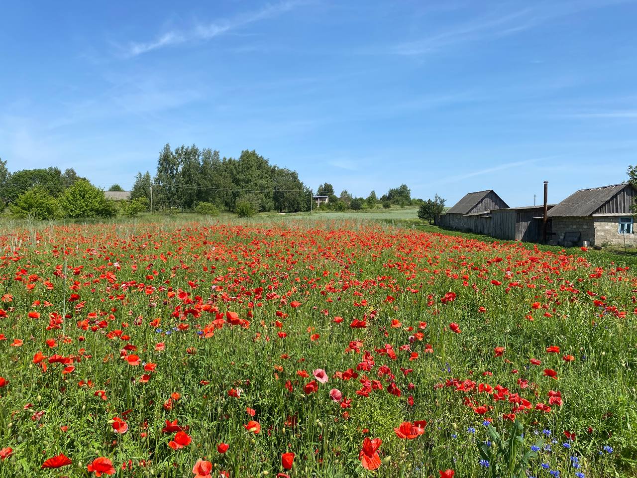 В Свислочском районе уничтожено 7,5 т дикорастущего мака