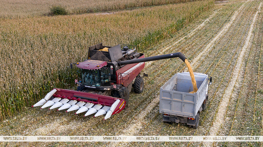 Свыше 10,1 млн тонн зерна с рапсом и кукурузой намолотили в Беларуси 
