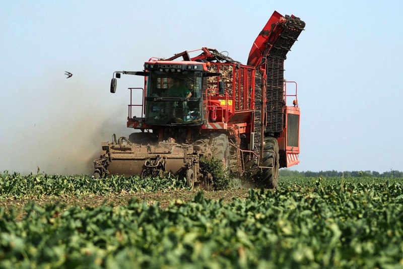Более 4 млн тонн сахарной свеклы собрано в Беларуси