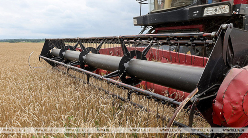 Свыше 10,2 млн тонн зерна с учетом рапса и кукурузы намолотили в Беларуси
