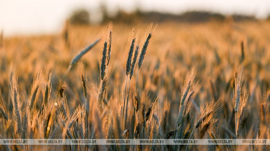 Фиолетовая картошка и пшеница, зимняя груша. Какими новыми сортами удивляют белорусские ученые