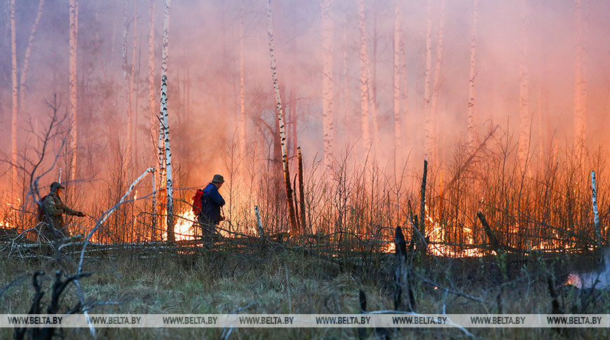Девять лесных пожаров ликвидированы в Беларуси за сутки