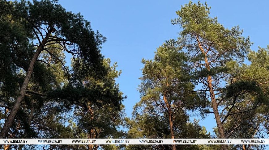 Ограничения на посещение лесов повсеместно сняты в Беларуси