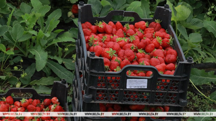 Чем полезна клубника? Врач-диетолог о преимуществах летней (не)ягоды