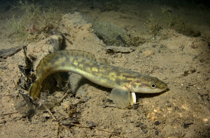 В Беларуси запрещен лов налима
