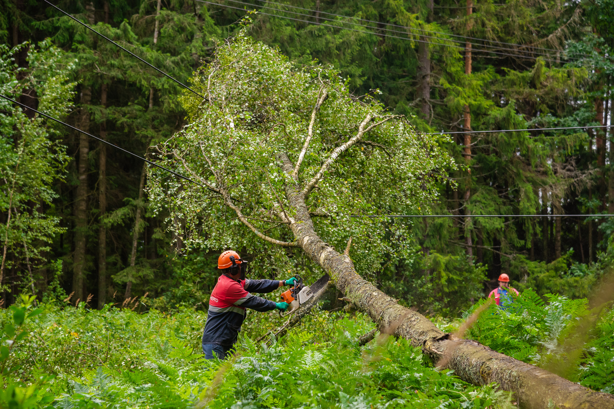 Последствия циклона "Игорь" в Гродненской области устраняют более 200 бригад энергетиков