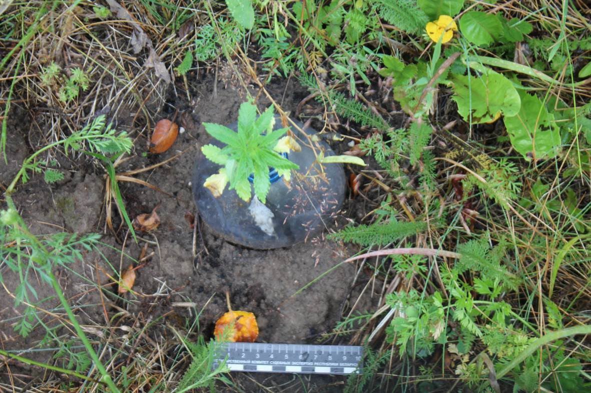 В Берестовицком районе задержан мужчина, который выращивал марихуану