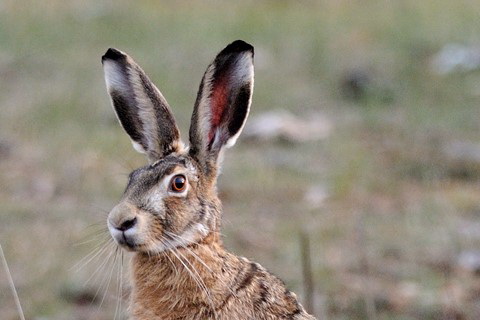 С 1 ноября разрешена охота на зайца