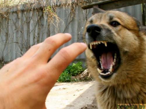 4 мифа о бешенстве