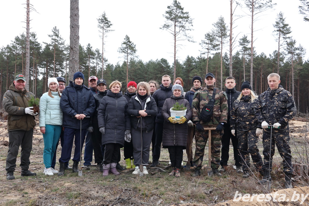 <strong>Приумножим лесное богатство! В Берестовицком районе продолжается акция «Дай лесу новае жыццё»</strong>