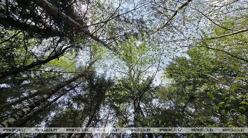 В Беларуси за сутки в лесах потерялись восемь человек