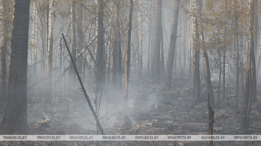 Один торфяной, пять пожаров травы и кустарников ликвидированы в Беларуси за сутки