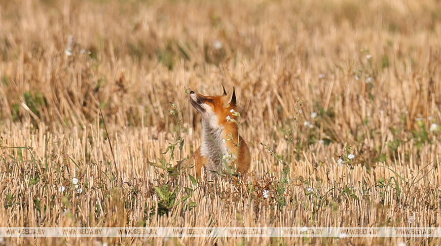 Что делать, если на подворье забежала лиса, рассказали в Минприроды