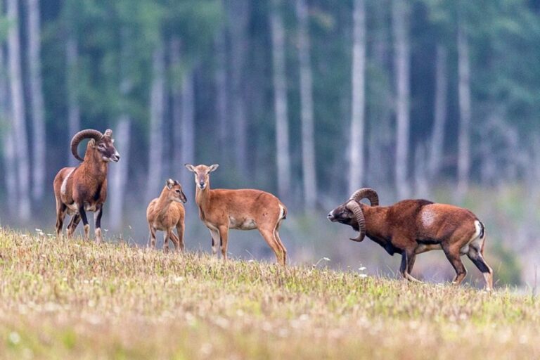 Сезон загонной охоты на копытных открывается в Беларуси 1 октября