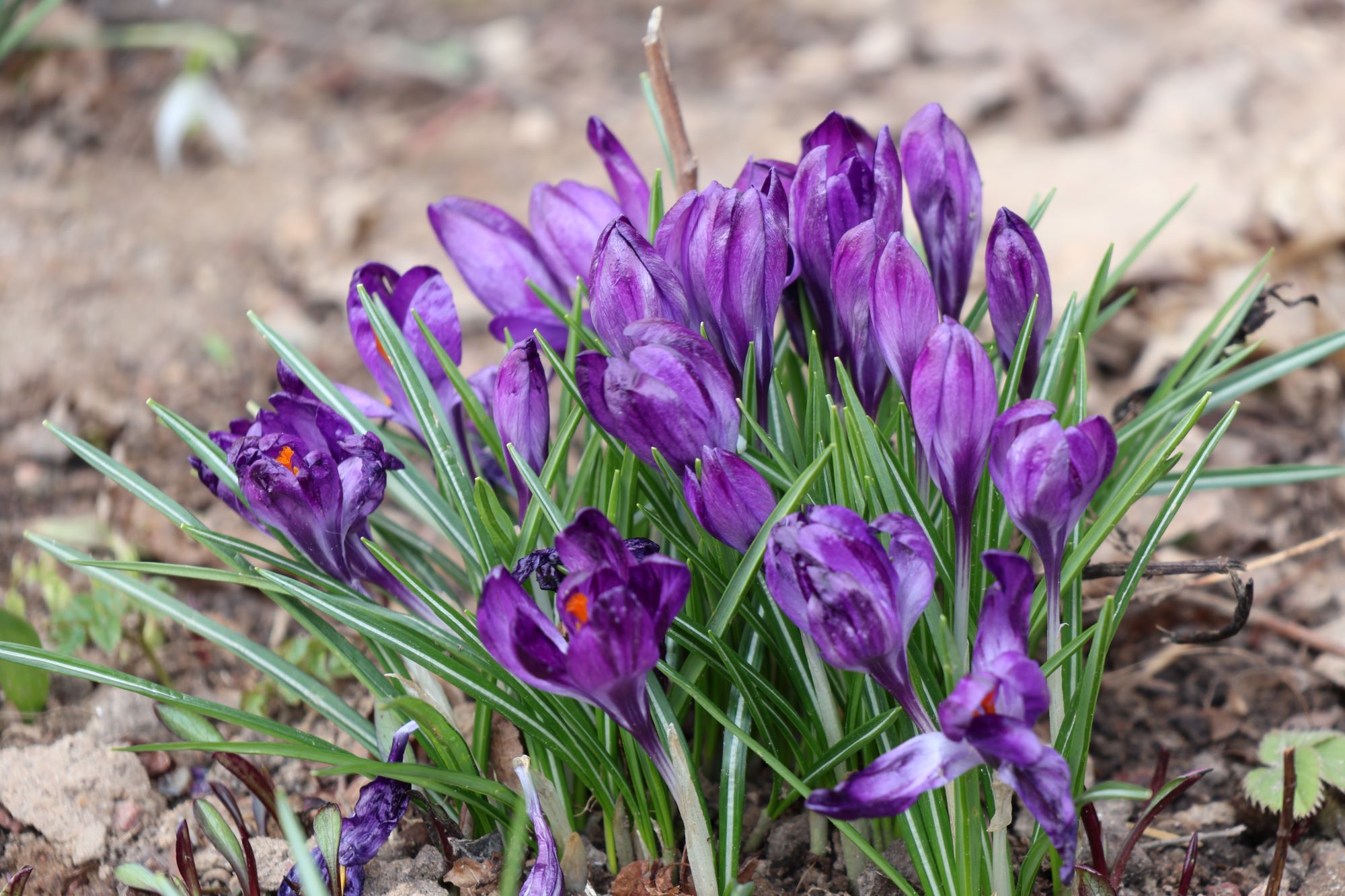 ФОТОФАКТ: Весна в Большой Берестовице во всей красе: нежные подснежники, красивая пара лебедей и пернатые на ветках
