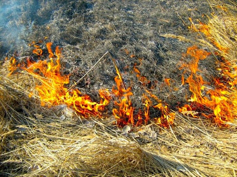 Об опасности сжигания сухой травы