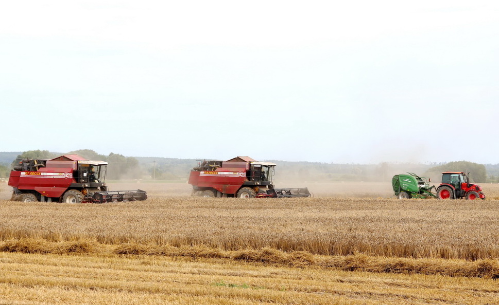 В Беларуси намолочен пятый миллион тонн зерна!