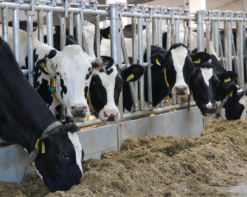 Берестовицкие аграрии успешно завершили сельскохозяйственный год