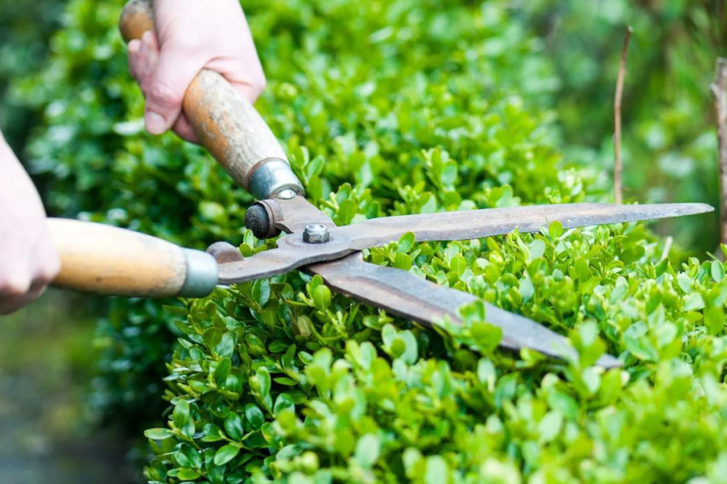 Когда можно самостоятельно обрезать кустарник у дома, и в каких случаях придется получить разрешение?