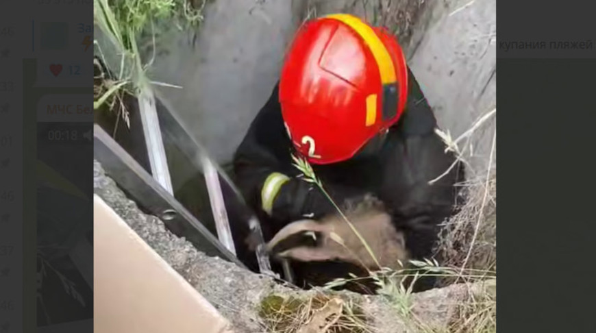 В Кореличах работники МЧС спасли барсуков из колодца