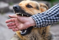 28 сентября – Всемирный день борьбы против бешенства