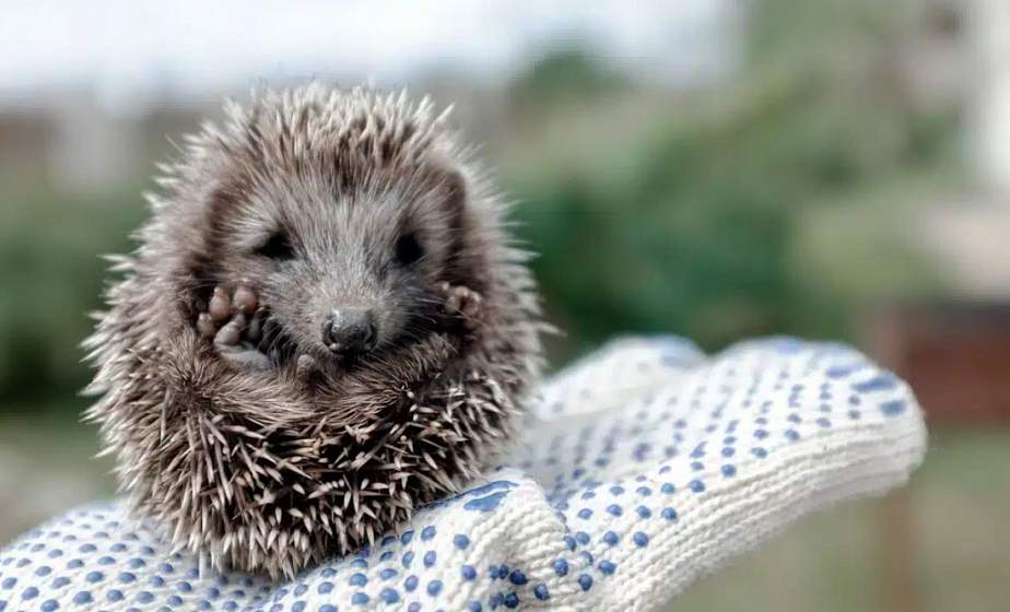 Что делать, если вы нашли ежа, рассказали в Минприроды