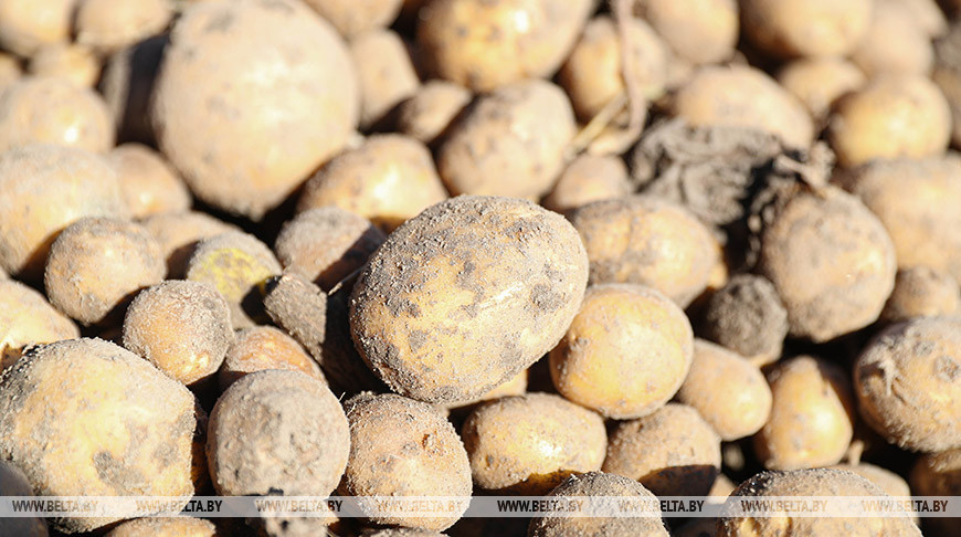 У жителя Берестовицкого района украли с поля выкопанный картофель