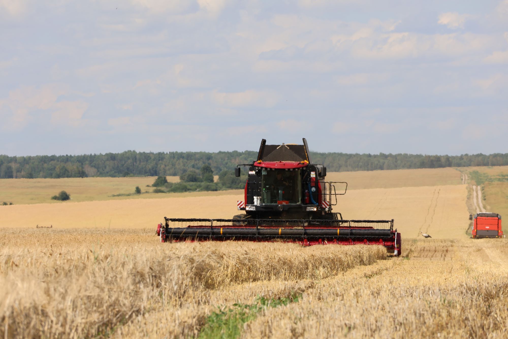 Будем с хлебом!