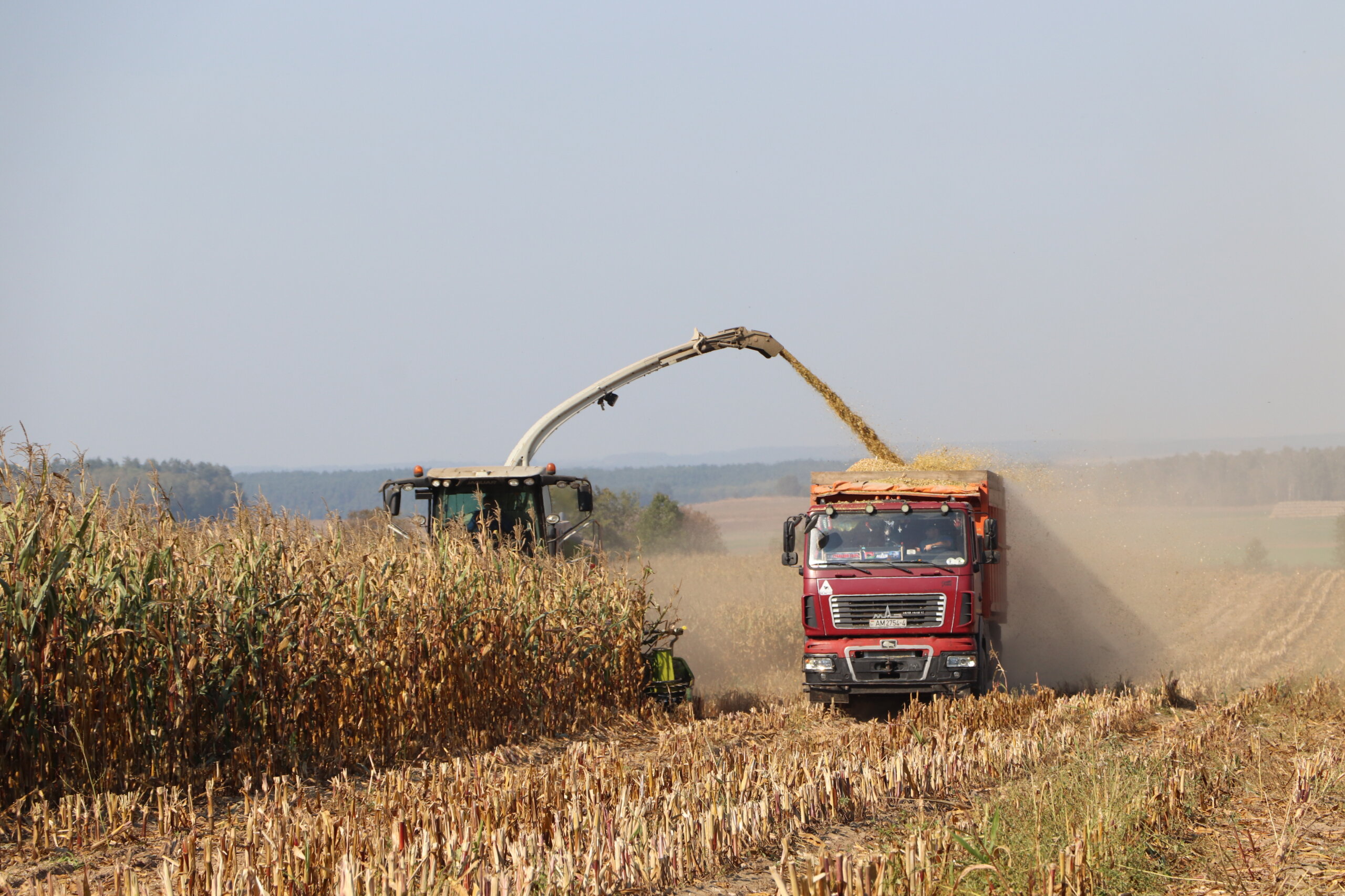 Почти 10,9 млн тонн зерна с учетом рапса и кукурузы намолотили в Беларуси