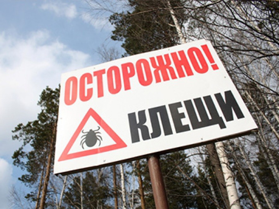 Клещи вновь активны