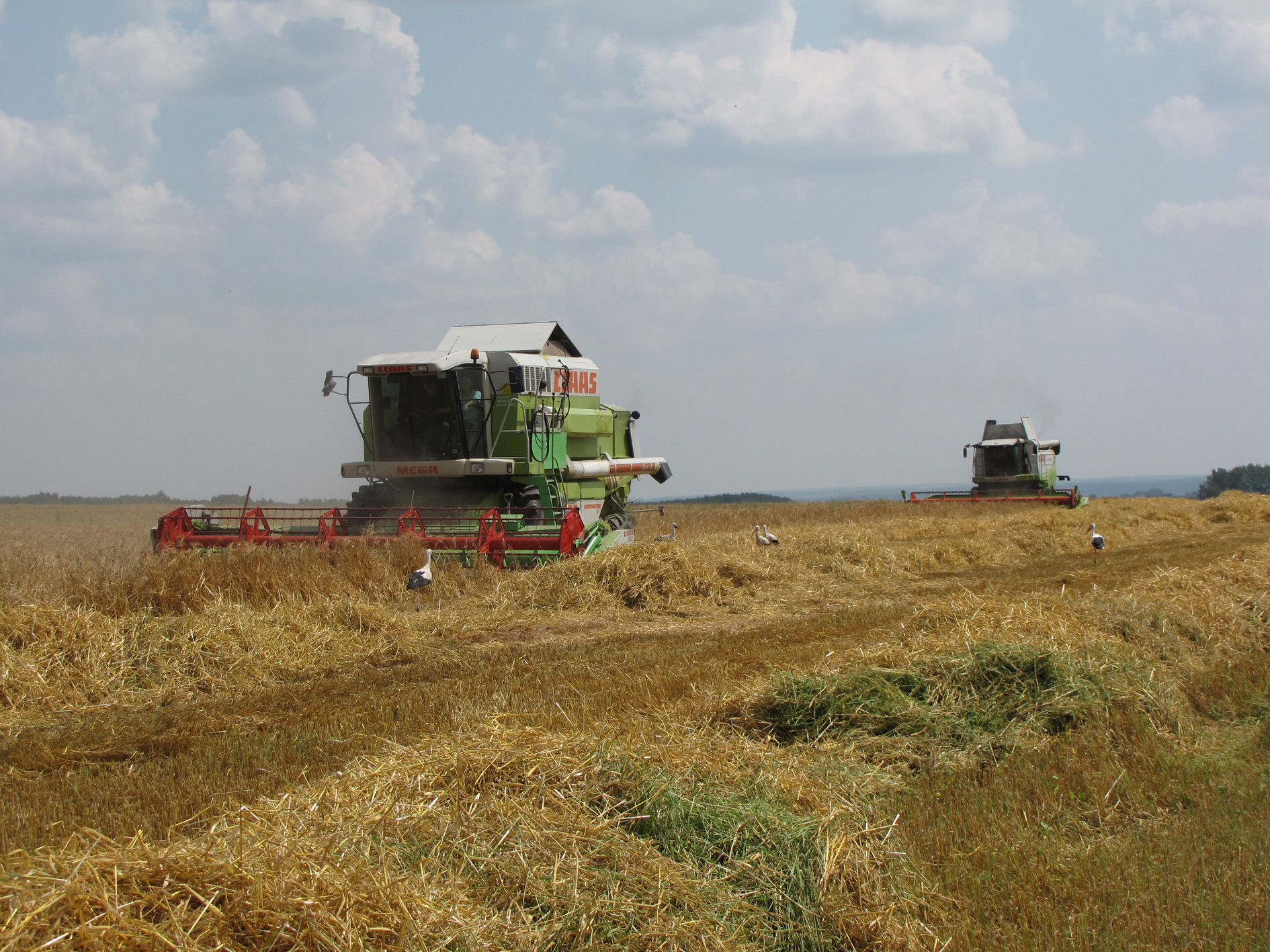 О подготовке к  уборке зерновых и зернобобовых культур шел разговор на очередном заседании Берестовицкого райисполкома