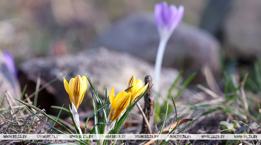 Брать с собой солнечные очки или зонт? Какая погода ждет белорусов 22 марта, рассказали синоптики