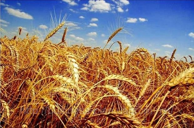 Задача – получить хороший урожай