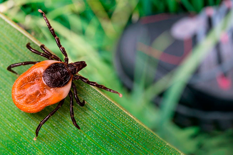 Клещи уже проснулись!
