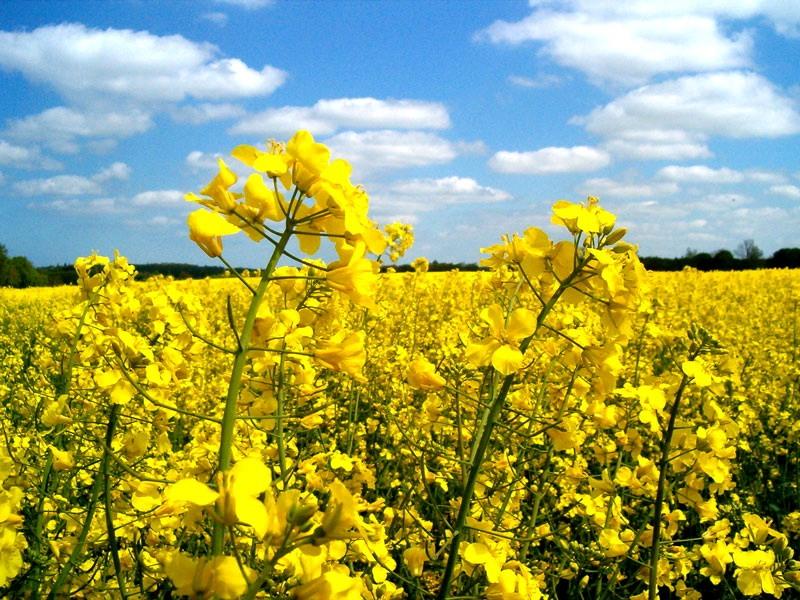 Навіны АПК Бераставіччыны