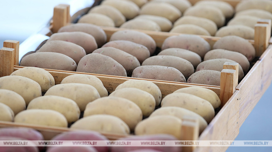 Правительство Беларуси на три месяца ввело лицензирование вывоза картофеля