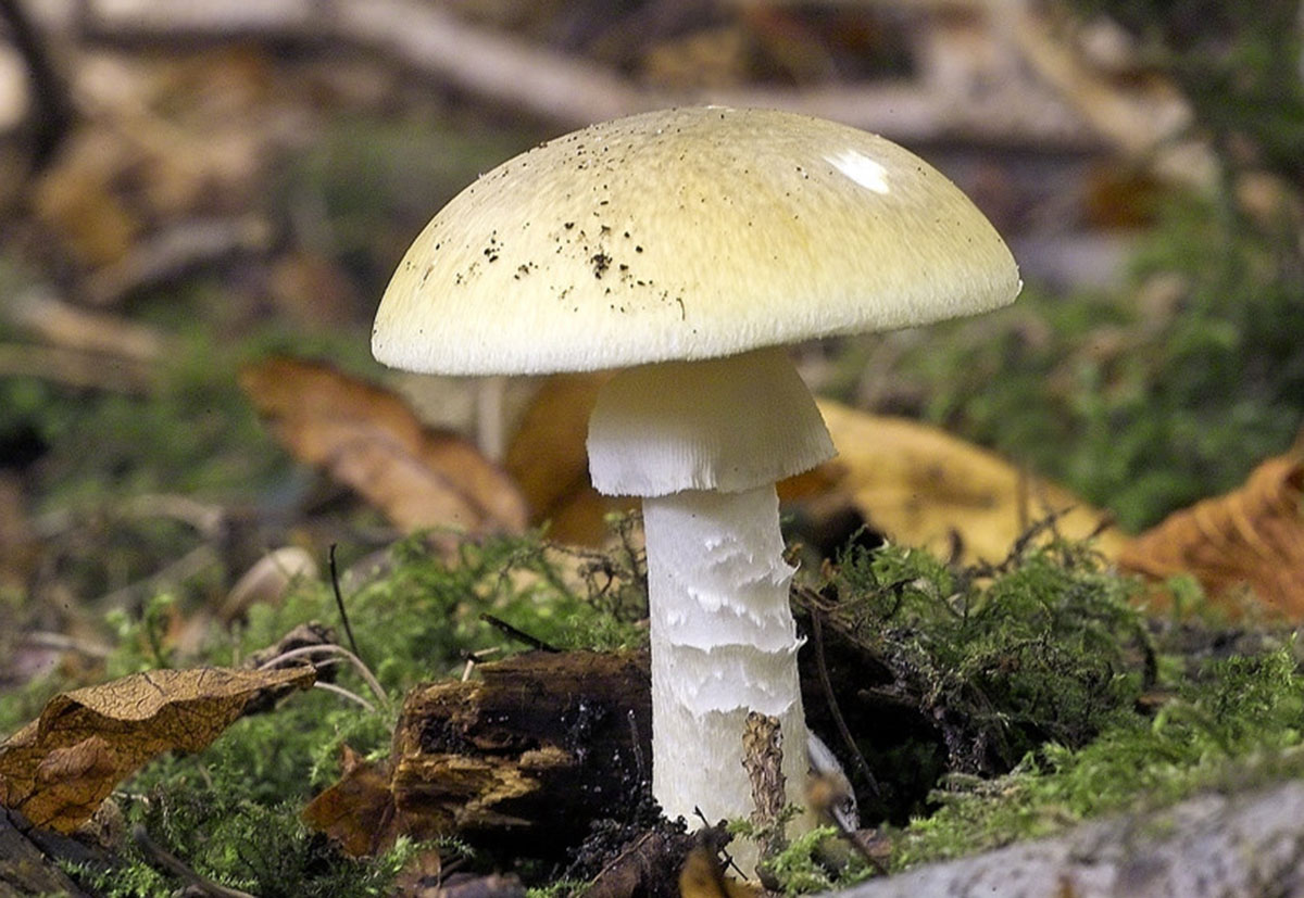 Три ребенка отравились бледной поганкой – им могут потребоваться доноры