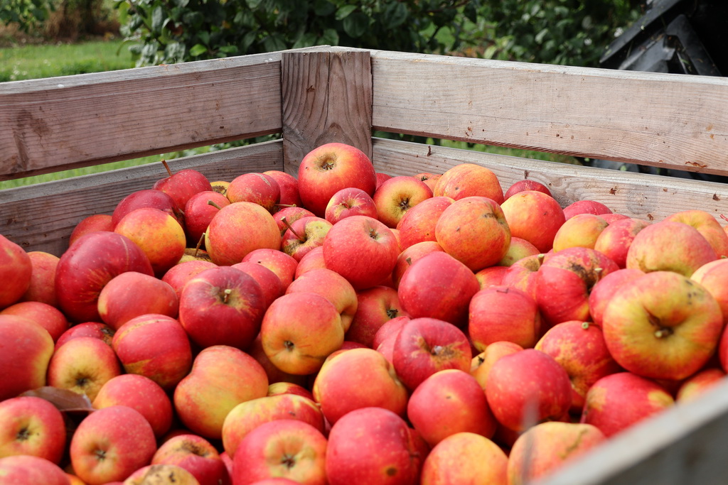 Наливные, краснобокие, свои. В СУП "МилкАгро" подходит к концу сбор яблок