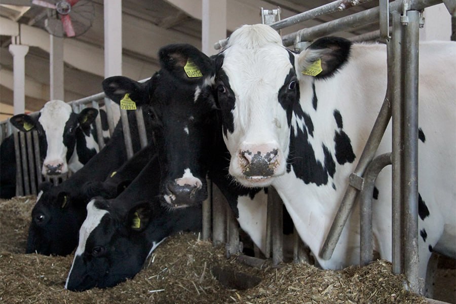 «Больно смотреть на этот ужас»: неравнодушный житель Волковысского района указал Юрию Караеву на бесхозяйственность в местном сельхозпредприятии