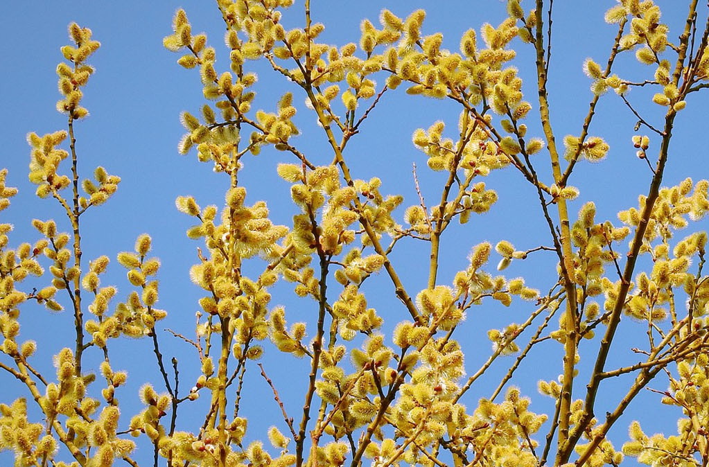 В Беларуси резко похолодает? Синоптик Рябов рассказал, какой будет неделя с 30 марта по 5 апреля