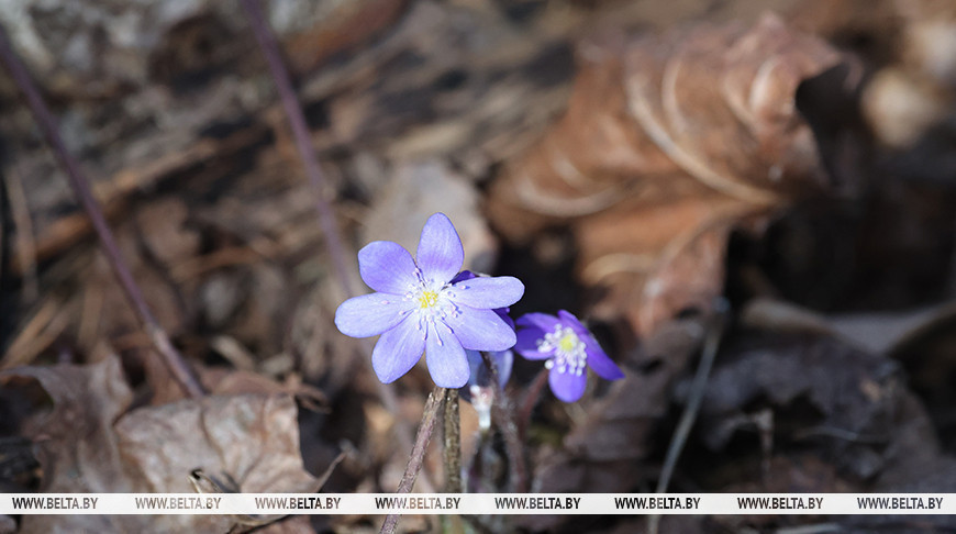 "Весна идет, весне дорогу". Какой будет погода в Беларуси 23 марта?