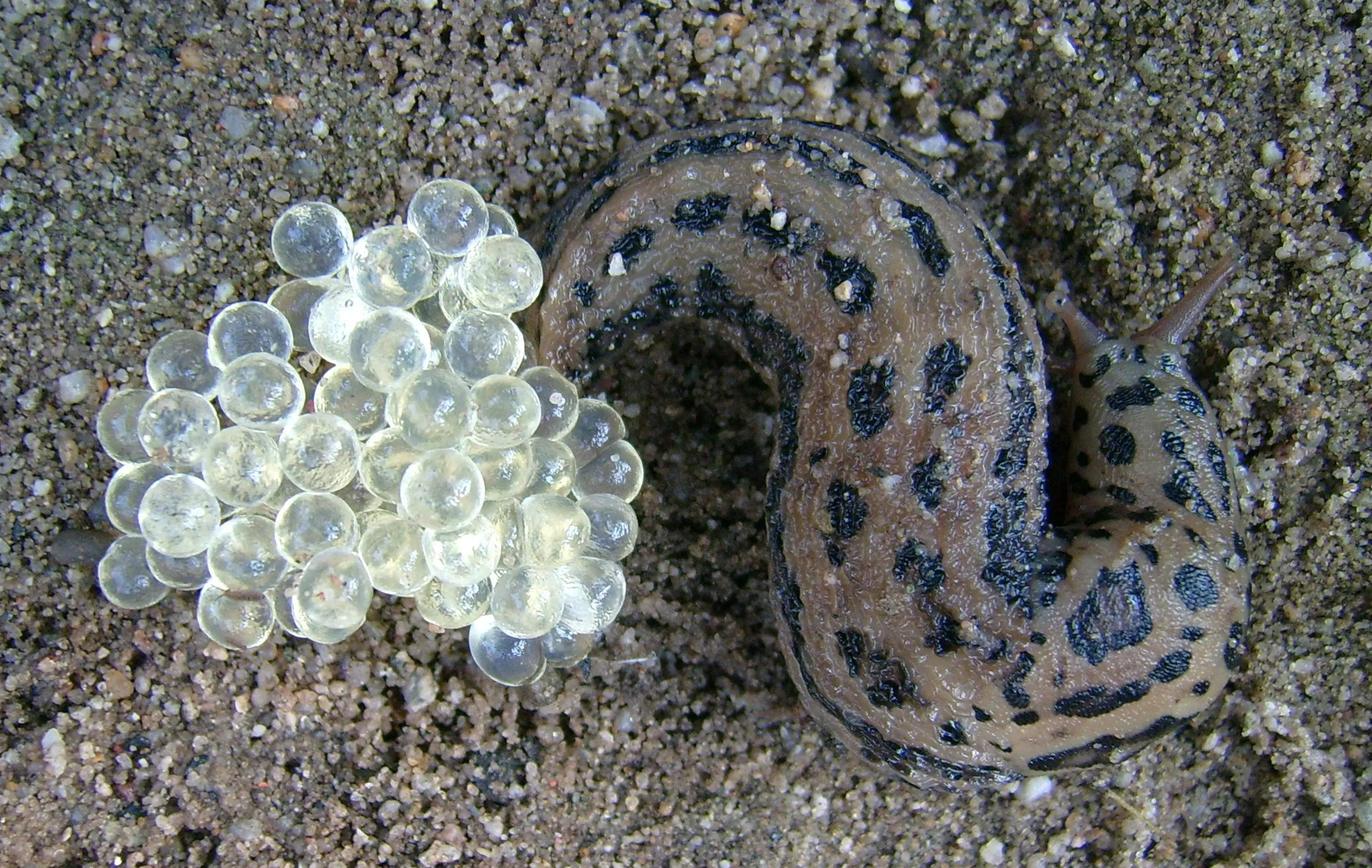 Limax_maximus_con_uova.jpg
