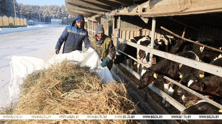 «Мотивация великолепная». Юрий Караев рассказал о том, как иностранные работники помогают сельскому хозяйству Гродненщины