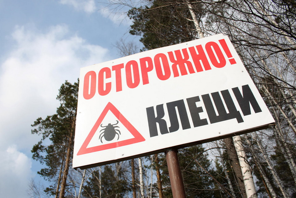 Сезон клещей: как от них защититься и что делать при укусе 