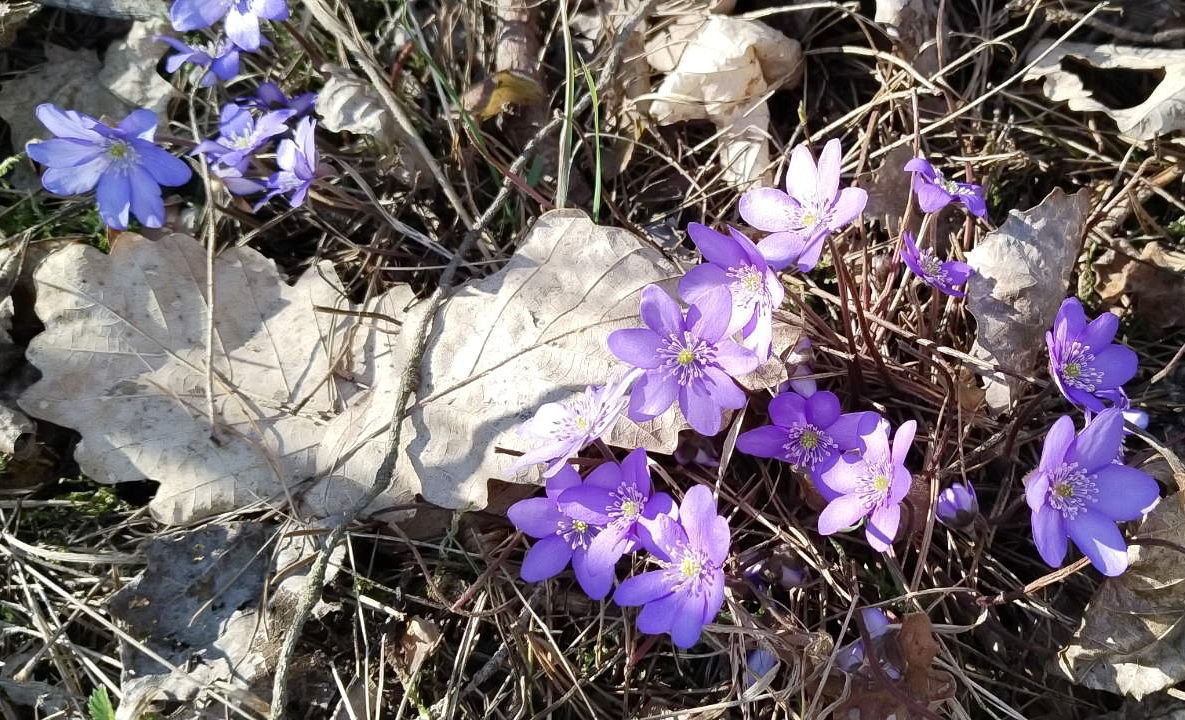 На Берестовитчине зацвели первоцветы 