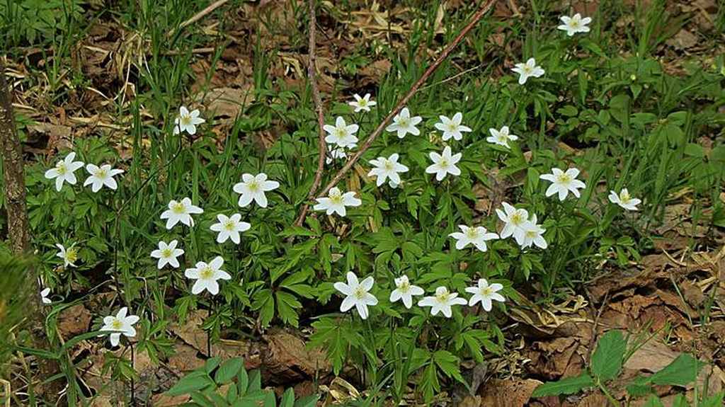 Какие штрафы грозят за сбор первоцветов?