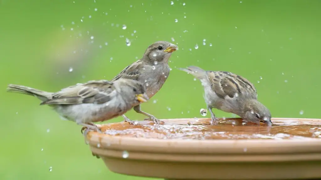 40652149-sperlinge-vogeltraenke-voegel-garten-wasser-winter-meisen-rotkehlchen-spatzen-2ImsdD7Tdbef.jpg
