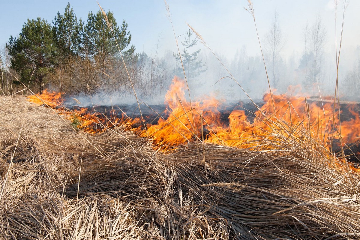 Пал сухой травы: опасность, ответственность и последствия