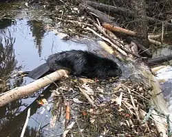 Открывается сезон охоты на бобра